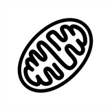 Coenzima Q10