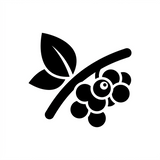 Guaraná