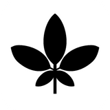 Panax ginseng