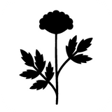 Valeriana